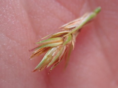 Carex muricata pairae