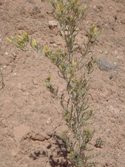 Mentzelia paradoxensis