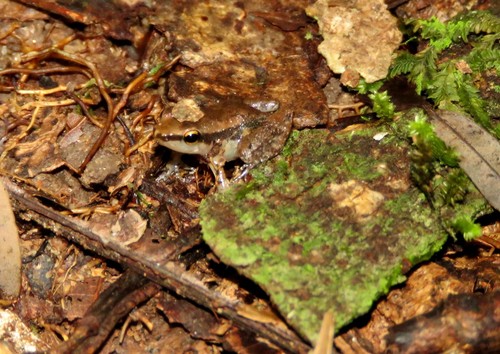 Allobates tapajos