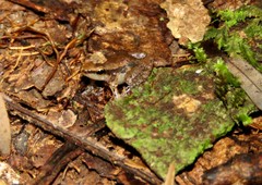 Allobates tapajos