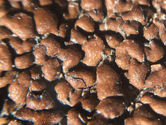 Rhizocarpon bolanderi