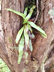 Notogrammitis rigida