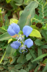 Commelina forskaolii
