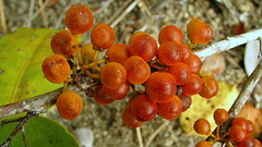 Maytenus obtusifolia