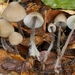 Mycena abramsii - Photo (c) Marco Floriani, some rights reserved (CC BY-NC), uploaded by Marco Floriani