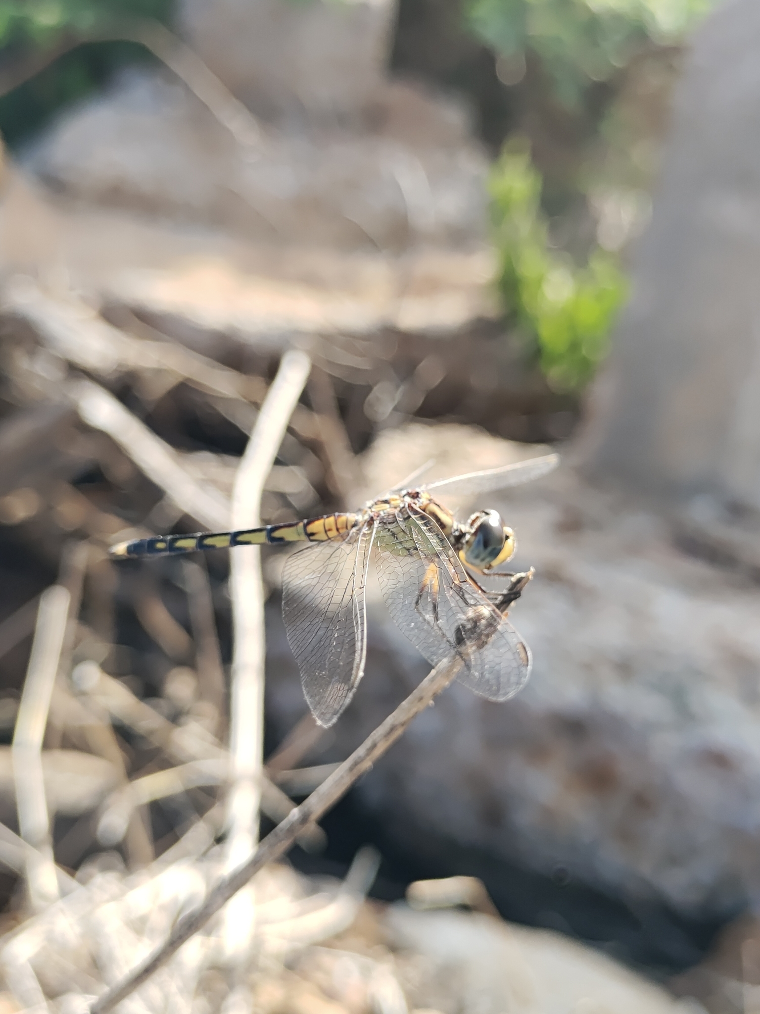 Black Marsh Skimmer