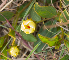 Hibiscus aethiopicus ovatus