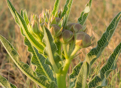 Pachycarpus schinzianus