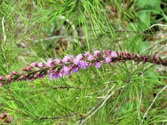 Liatris quadriflora