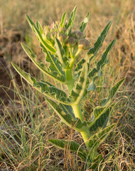Pachycarpus schinzianus