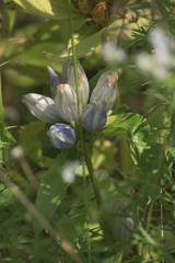 Gentiana × pallidocyanea