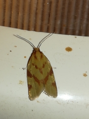 Clepsis pallidana
