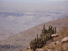 Corryocactus brevistylus