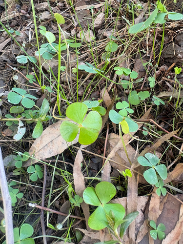 Marsilea ancylopoda, photograph 5