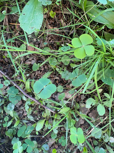 Marsilea ancylopoda, photograph 6