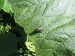 Graphomya maculata
