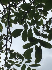Juglans regia