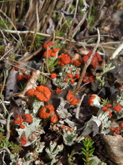 Cladonia coccifera