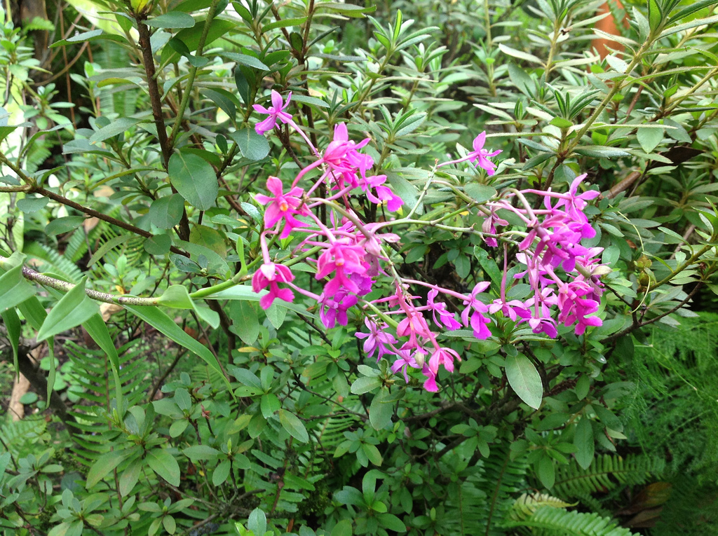 Epidendrum myrianthum