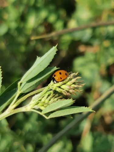 Seven-spotted Lady Beetle