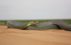 Malpolon insignitus fuscus