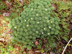Phyllachne clavigera