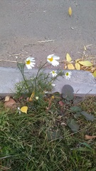 Tripleurospermum inodorum