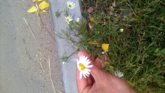 Tripleurospermum inodorum