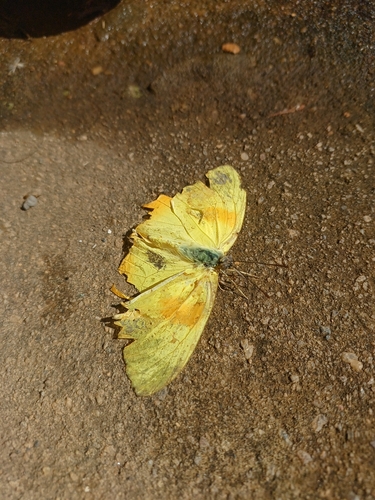 American Orange-barred Sulphur