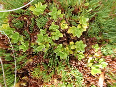 Coprosma perpusilla subantarctica