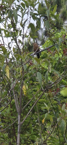 Bhutan Laughingthrush (Trochalopteron imbricatum), photo 8