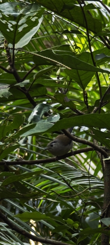 Blue-winged Minla (Actinodura cyanouroptera), photo 9