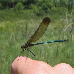 Calopteryx amata