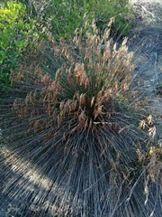 Thamnochortus punctatus