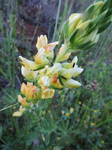 iNaturalist observation photo of chick lupine
