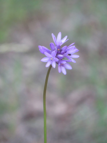 iNaturalist observation photo of Ookow