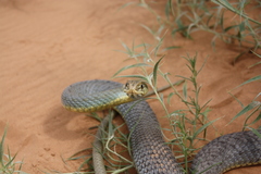 Malpolon insignitus fuscus