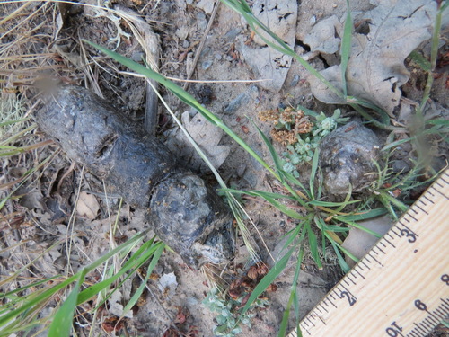 iNaturalist observation photo of Bobcat