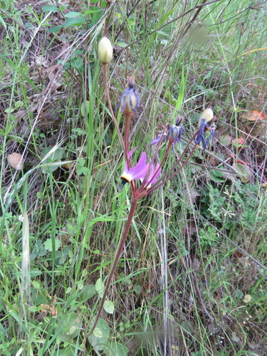 iNaturalist observation photo of Henderson's shooting star