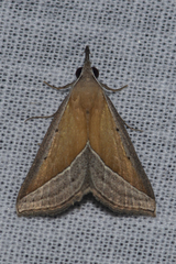 Hypena conscitalis