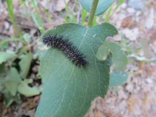 iNaturalist observation photo of Variable Checkerspot