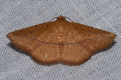 Striglina