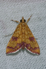 Isocentris