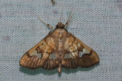 Nosophora semitritalis