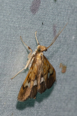 Nosophora semitritalis