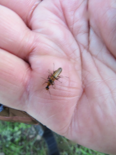 iNaturalist observation photo of Dichelotarsus cavicollis