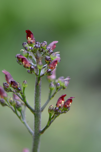 Oregon Figwort Variety Scrophularia Californica Oregana · Inaturalist