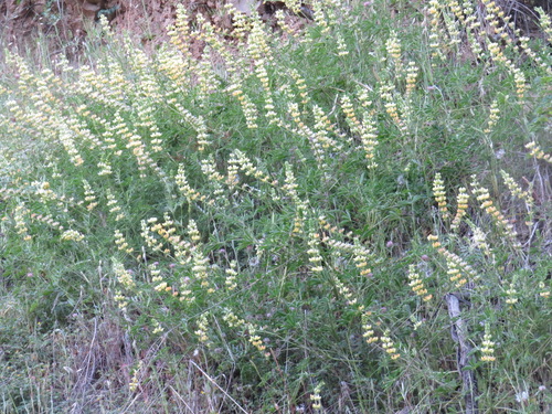 iNaturalist observation photo of chick lupine