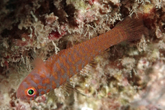 Okinawa Rubble Goby photo 4