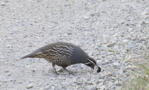 iNaturalist observation photo of California Quail